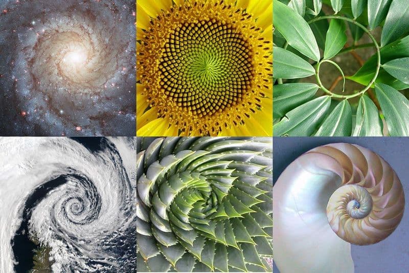 Fibonacci na natureza